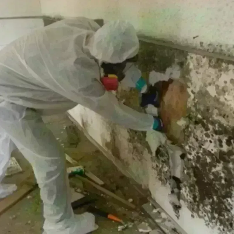 Mold Remediation and Removal in Rumford, ME